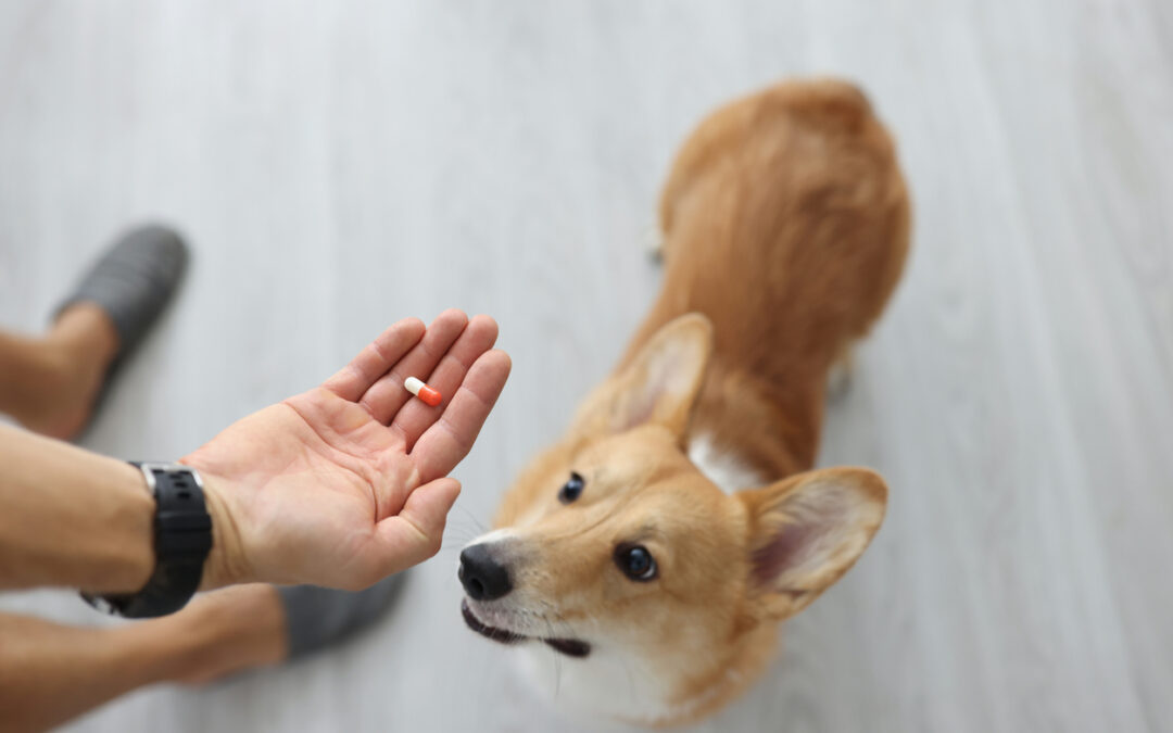 Giving Your Dog a Pill: Effective Techniques and Tips