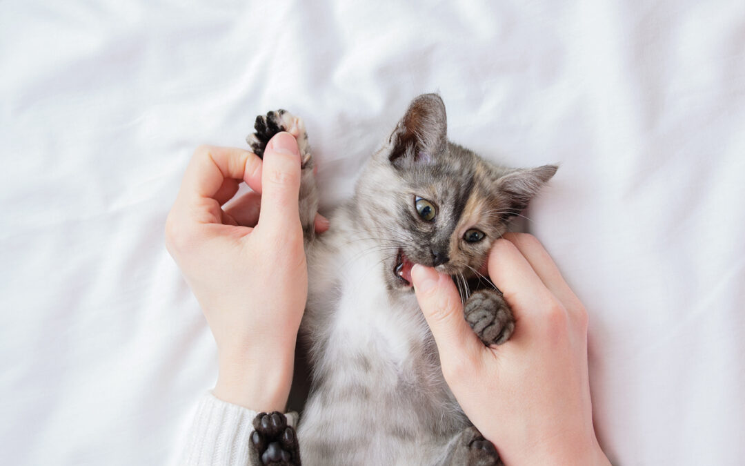 Kitten Teething: Understanding and Managing Your Kitten’s Development