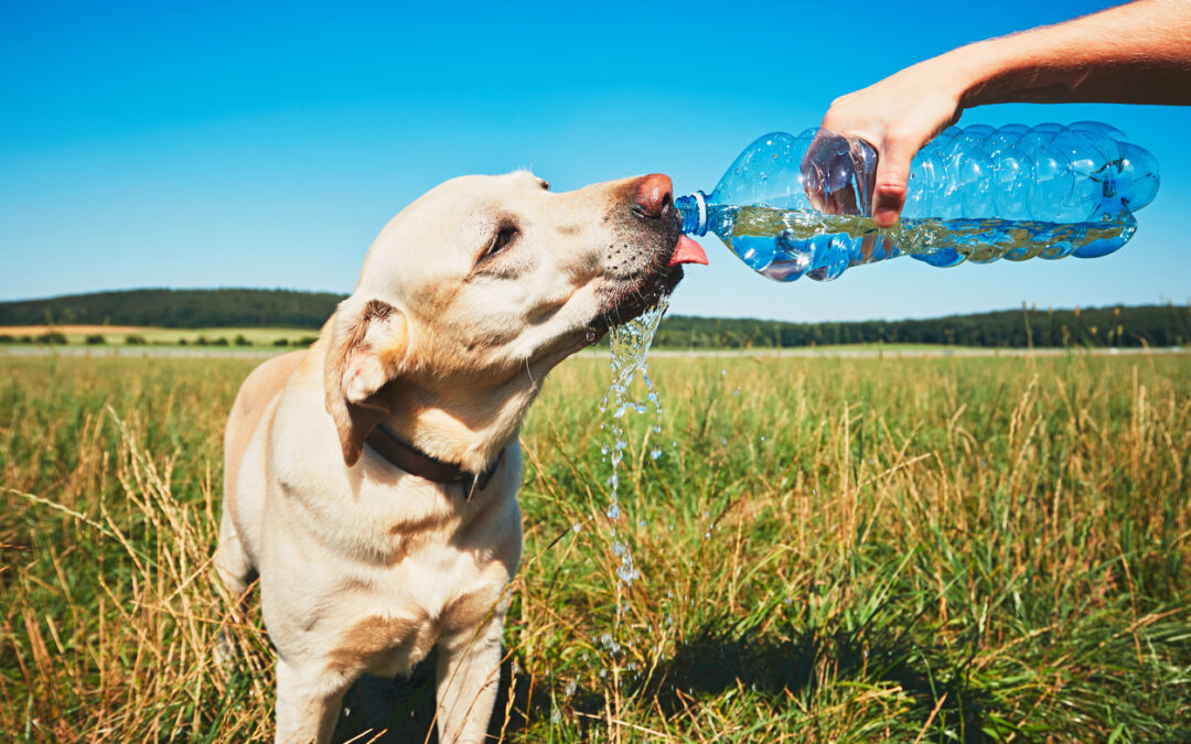 Tips for Keeping Cats and Dogs Cool in the Summer Heat