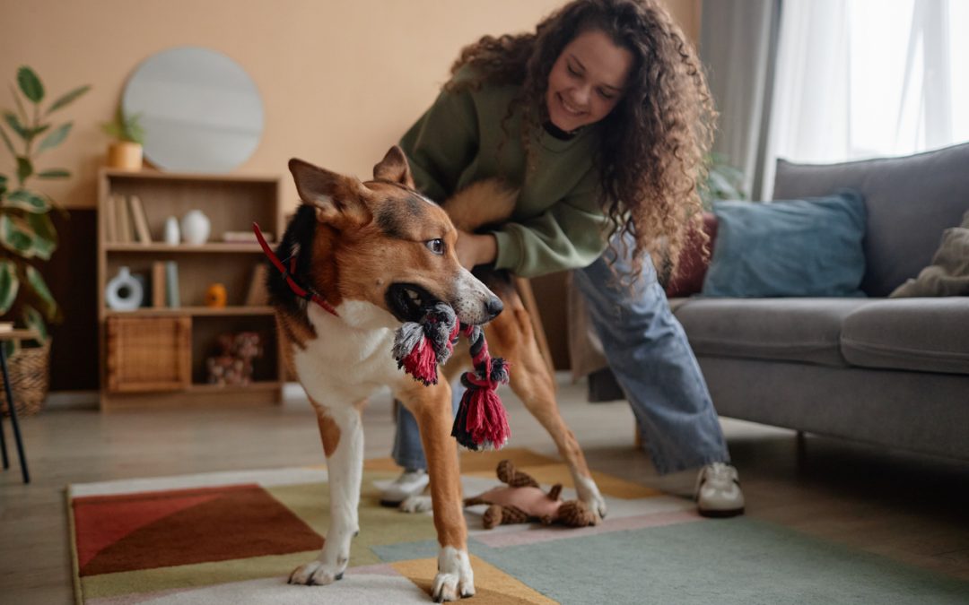 DIY Pet Toys: Safe and Fun Projects