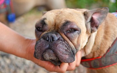 Understanding Pet Allergies: Common Triggers in Cats and Dogs