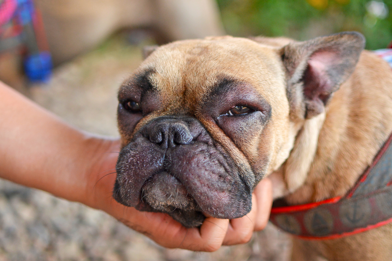 Understanding Pet Allergies: Common Triggers in Cats and Dogs