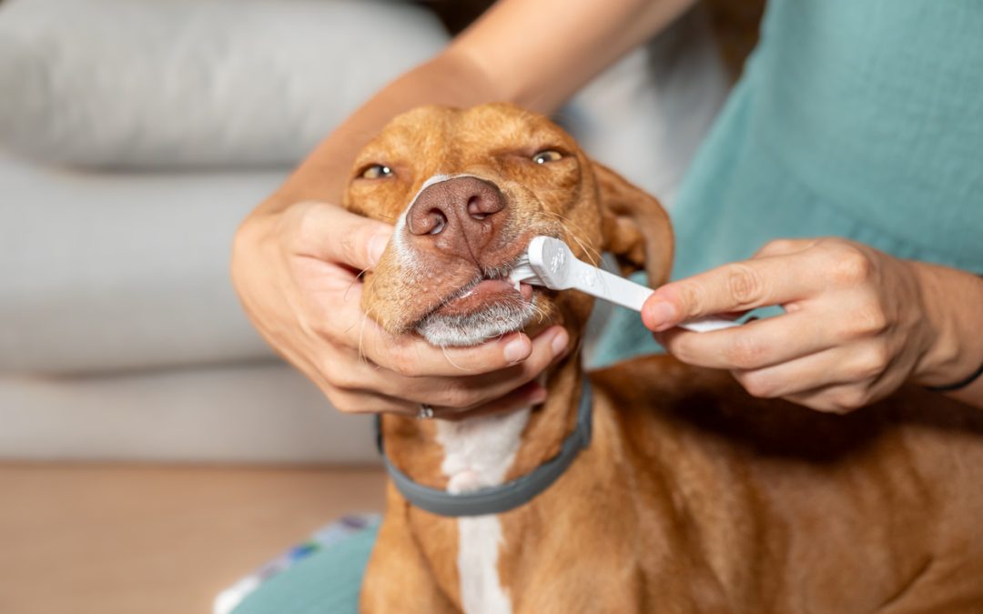 Regular Dental Care for Your Pets: Tips and Techniques