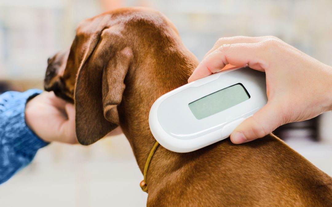 Microchipping: Ensuring Your Pet’s Safety and Your Peace of Mind