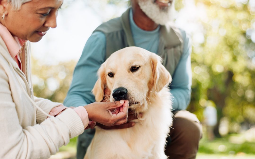 Senior Pet Care: How to Keep Your Aging Pet Happy and Healthy