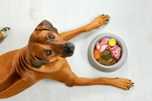 Pet food advice South Africa