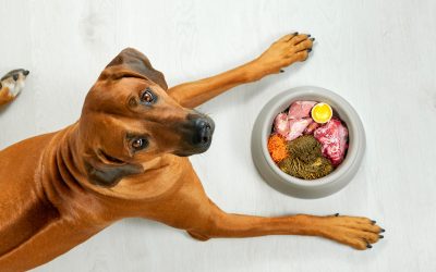 Raw vs. Cooked Diets for Pets: What’s Best for Your Furry Friend?