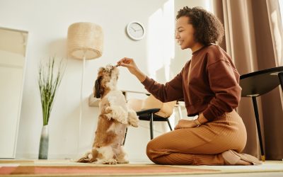Pet Training Mistakes to Avoid: How to Set Your Pet Up for Success