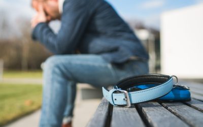 What to Do If Your Pet Gets Lost: Prevention and Recovery Tips