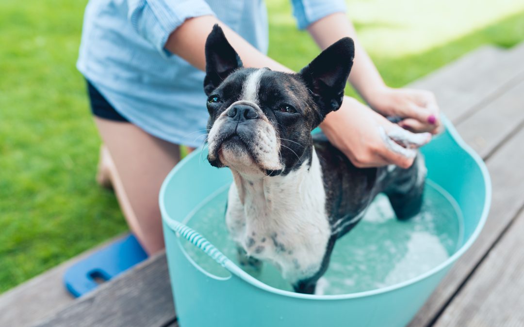 DIY Pet Grooming: How to Keep Your Pet Clean and Healthy at Home