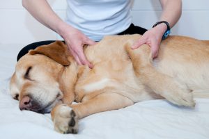 Pet Massage