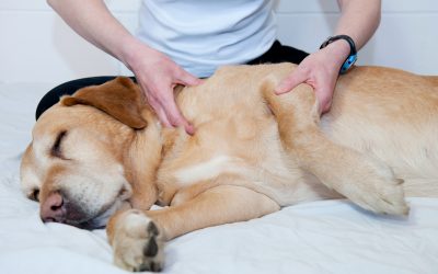 The Benefits of Pet Massage: How It Can Improve Your Pet’s Well-Being
