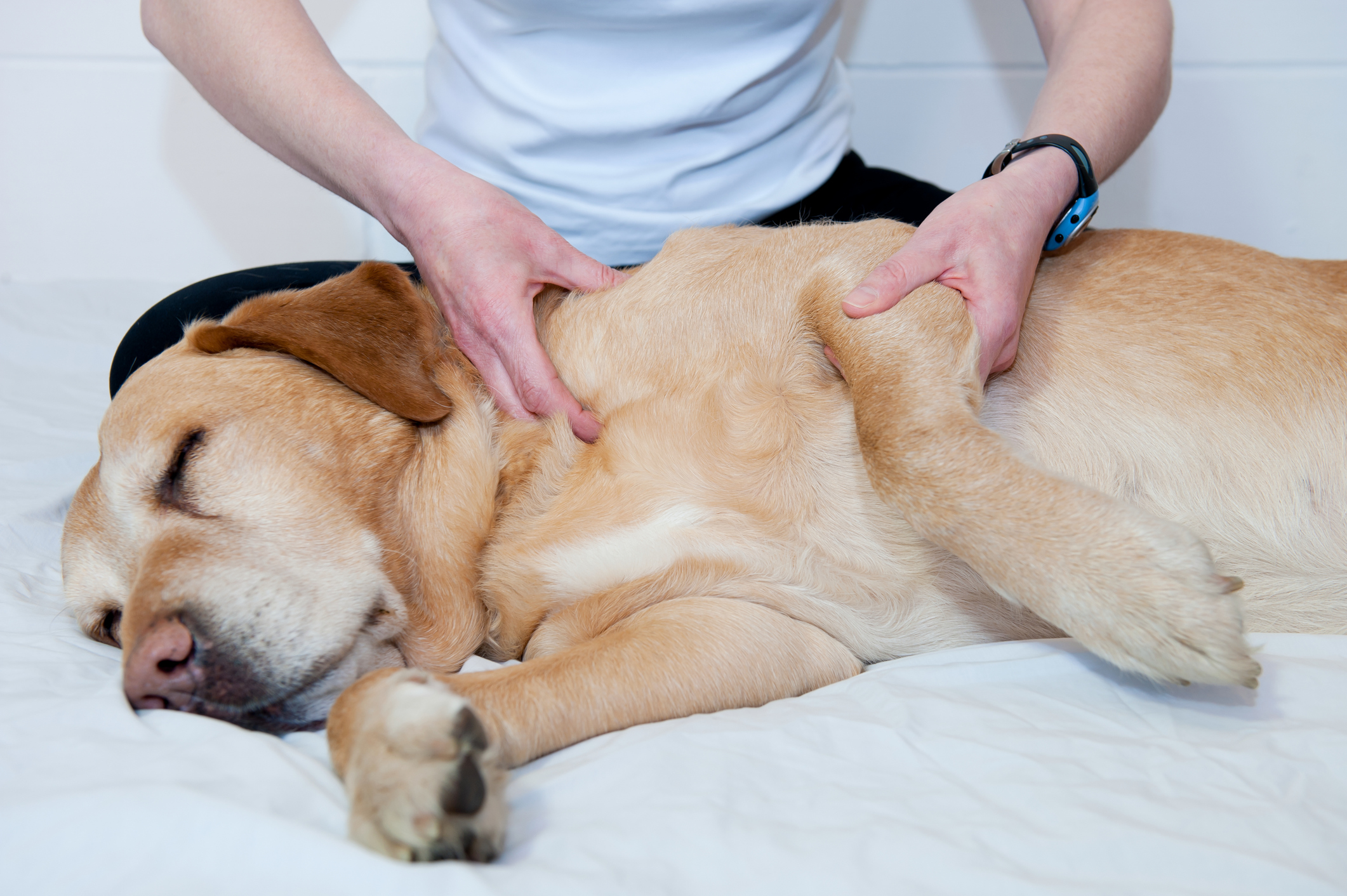 Pet Massage