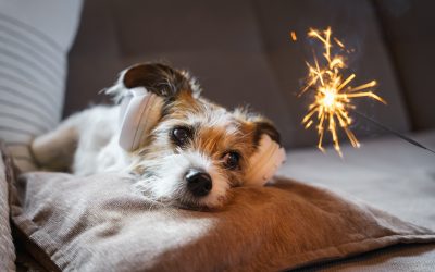 Keeping Pets Calm During Storms and Fireworks: Stress-Relief Tips