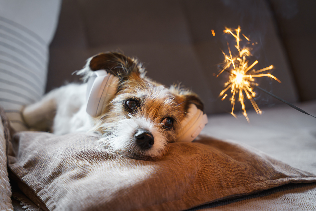 Pets and Fireworks in South Africa