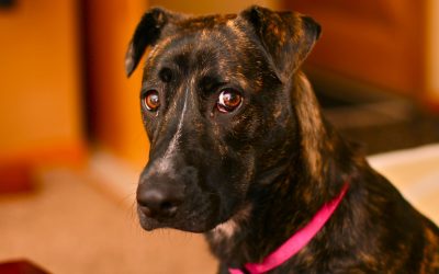 10 Everyday Household Dangers for Dogs and Cats (That Most Owners Don’t Realise Are Risky)