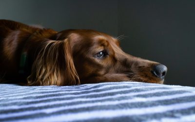 How to Tell If Your Pet Is in Pain: Subtle Signs Most Owners Miss