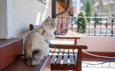 Adventure Cats: Should You Walk Your Cat on a Leash?