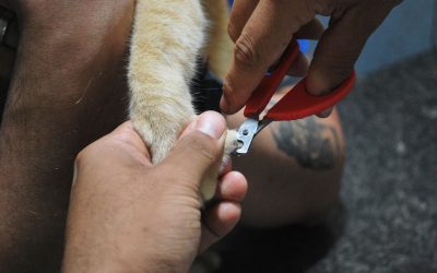 Click, Click, Click: Is It Time to Trim Your Dog’s Nails?