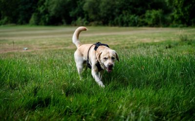 Why Does My Dog Eat Grass – and Should I Be Worried?