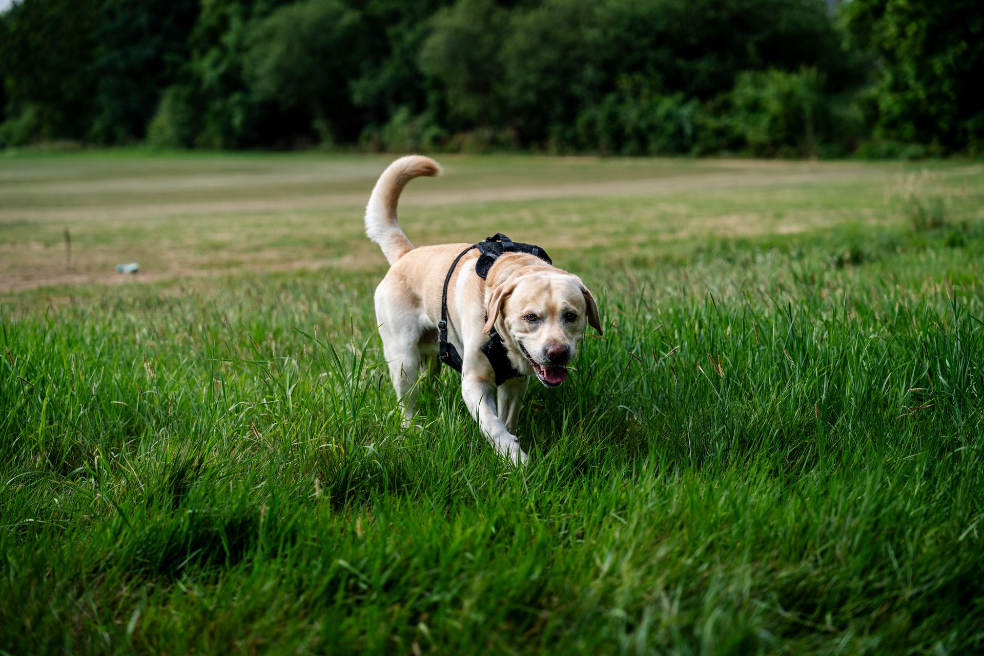 Dogs Eating Grass