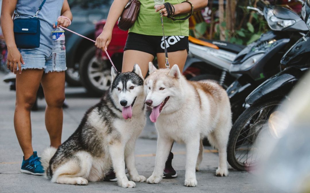 Hot Pavements, Happy Paws: Keeping Your Dog Safe This Summer