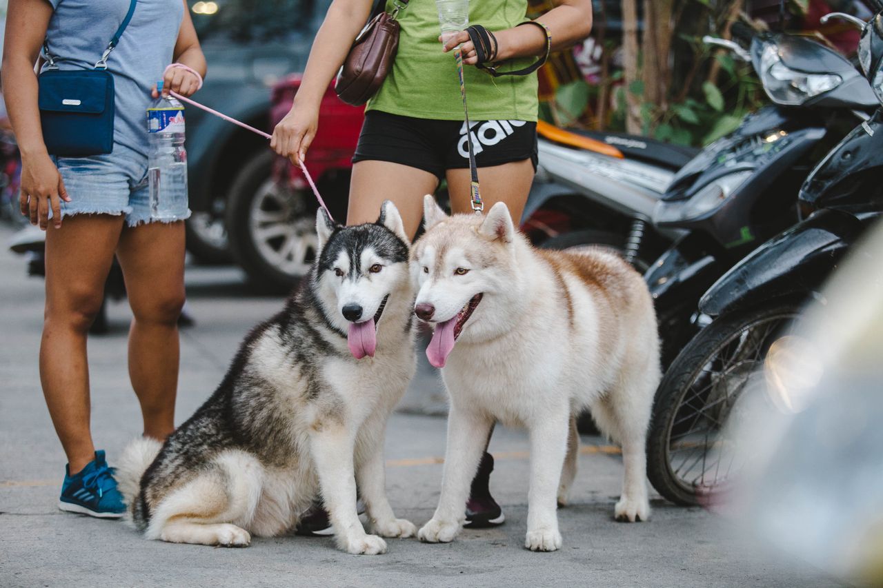 Dog paw safety in summer Dog paw safety in summer